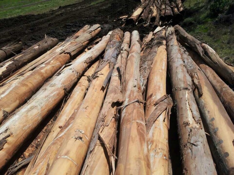 木の木材/ログベトナムから作られたアカシア、 松、 ユーカリ問屋・仕入れ・卸・卸売り